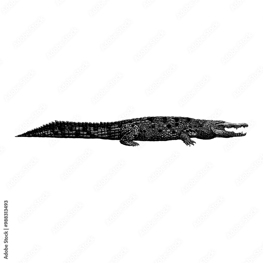 Naklejka premium Orinoco Crocodile hand drawing vector isolated on background.