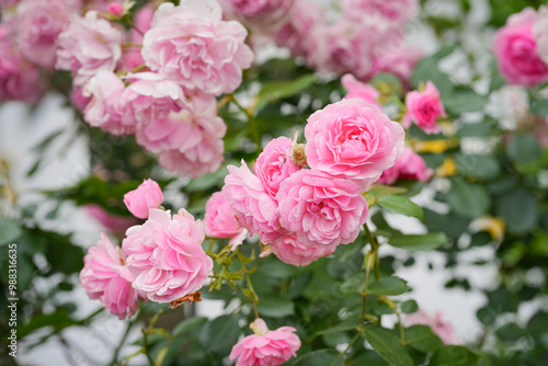 pink roses hanging