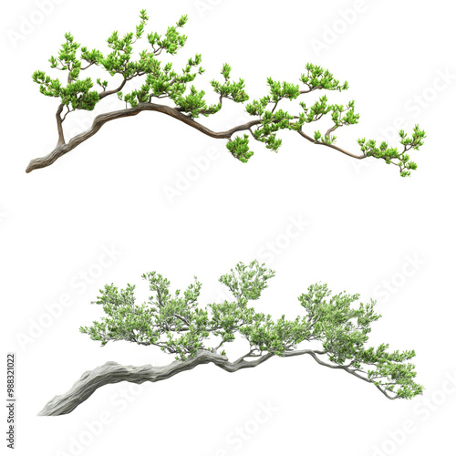 A branch of Chinese cypress with green leaves, white background photo