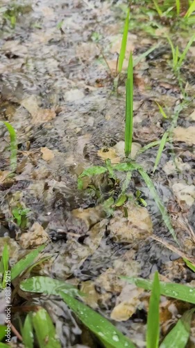 Wallpaper Mural Rain drops  Torontodigital.ca