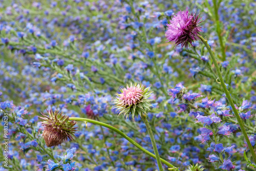 Pink flowering thistle Cardus marianus or St. Mary's thistle (Silybum marianum) against a background of blurred greenery. photo