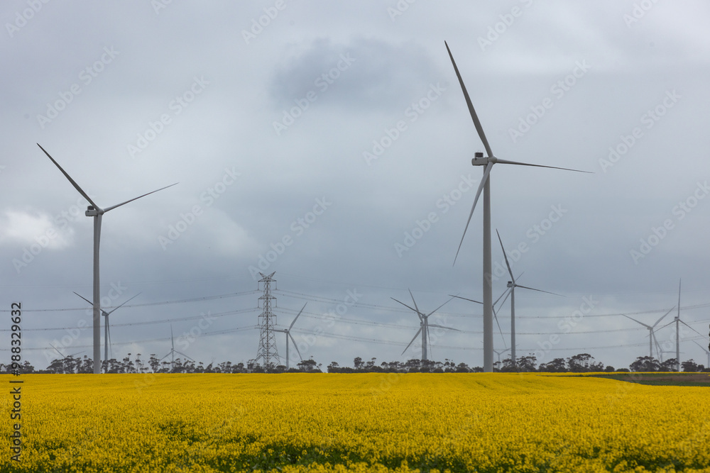 Multiple wind turbines over a yellow canola field, eco-farming Multiple wind turbines over a yellow canola field, eco-farming