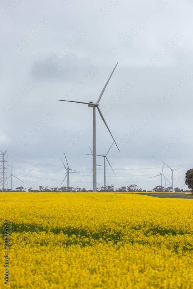 Eco-Farming - Wind turbines rise above a yellow canola field Eco-Farming - Wind turbines rise above a yellow canola field