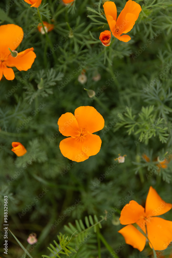 Obraz premium Bright orange poppies growing in green foliage, viewed from above
