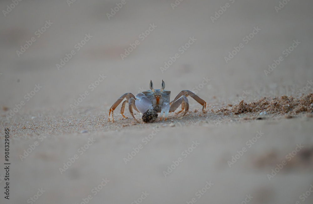 Ocypode saratan during the day on a sandy beach Ocypode saratan during the day on a sandy beach