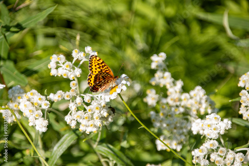 A fritillary butterfly resting on white wildflowers with green leaves