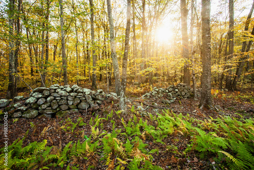 Stone wall in New England woodland in autumn photo