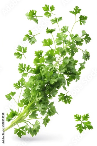 Falling Parsley isolated on white background, clipping path, full depth of field