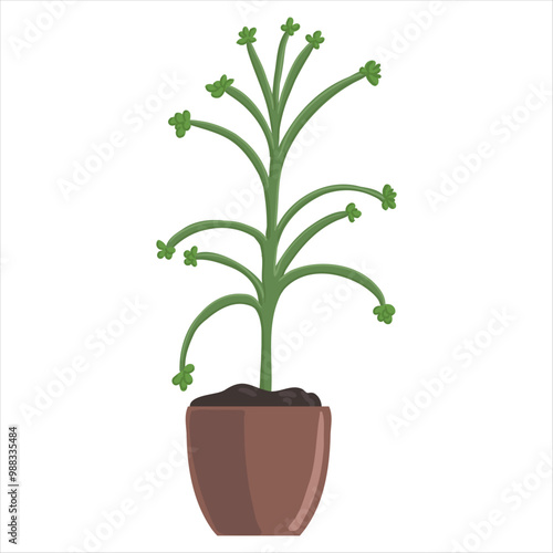 vector drawing house plant in pot, Kalanchoe delagoensis, mother of millions or chandelier plant, succulent isolated at white background, hand drawn illustration photo