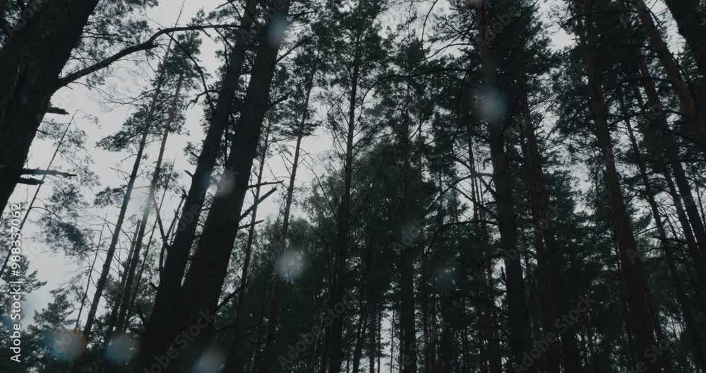 Raindrops fall on the camera lens in the forest. Rain falls from a cloudy sky in the forest, creating a serene atmosphere above a group of tall pine trees. Drops of water glisten on the branches. Raindrops fall on the camera lens in the forest. Rain falls from a cloudy sky in the forest, creating a serene atmosphere above a group of tall pine trees. Drops of water glisten on the branches.