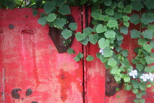 red vintage iron door with green leaves design for historical element and home concept photo