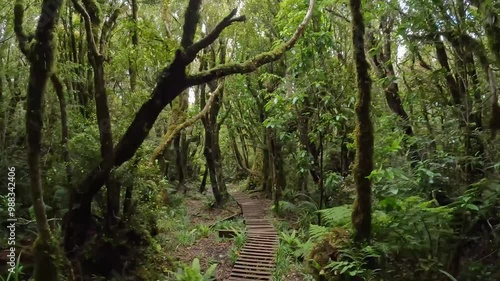 Lush Native Forest on the Mangorei Track to Pouakai Tarns, Egmont National Park, New Zealand