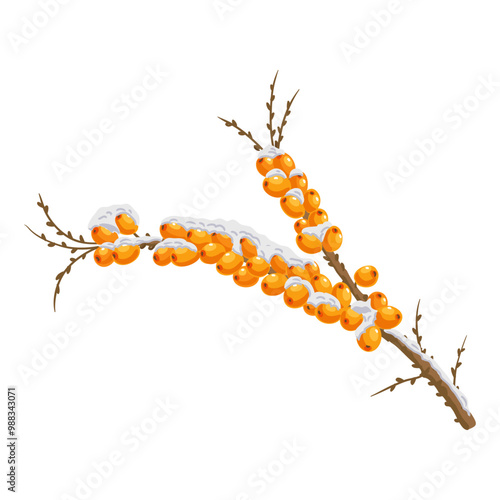 sea buckthorn, tree branch with berries in winter with snow, isolated at white background, hand drawn illustration
