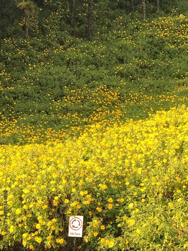 Obraz premium flowers in the park