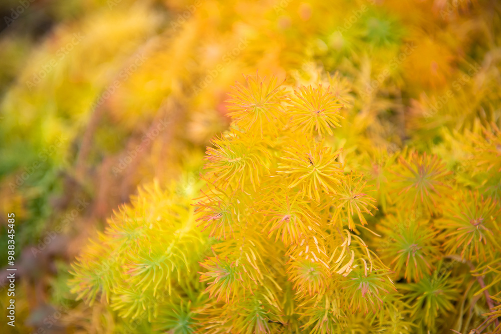 Cypress milkweed (Euphorbia cyparissias) in late autumn Cypress milkweed (Euphorbia cyparissias) in late autumn