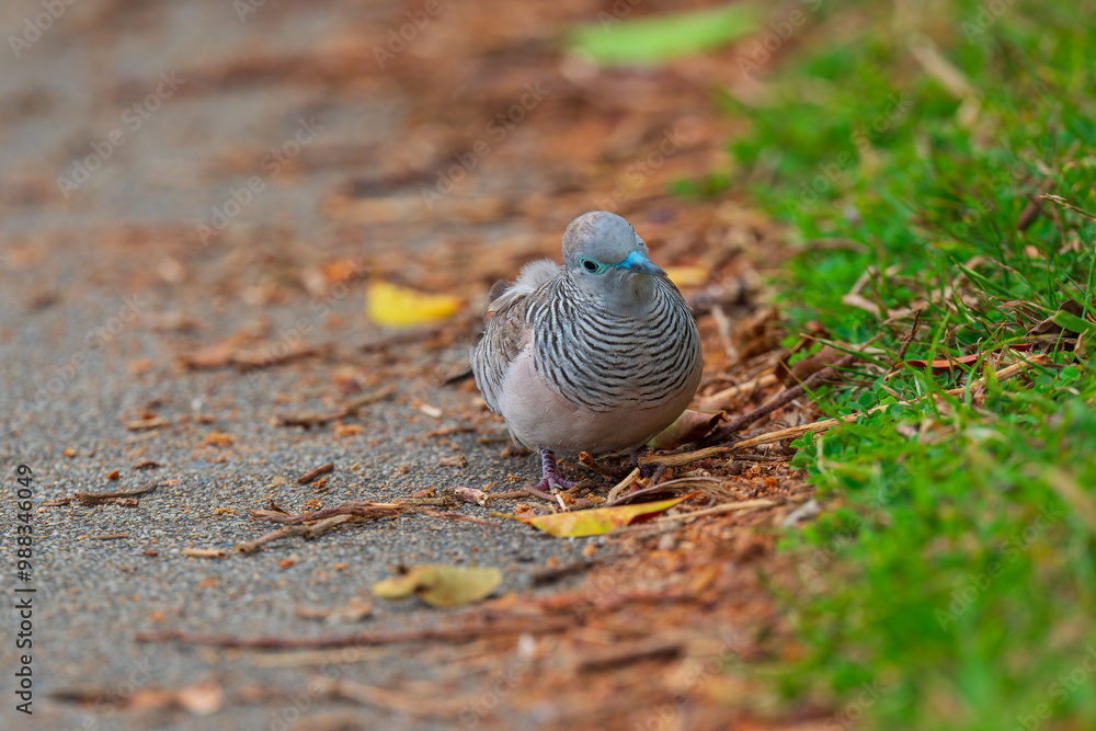 Obraz premium 色鮮やかなオーストラリアの野鳥