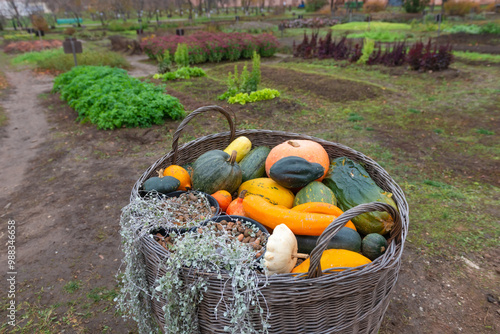 The harvest is in the basket. The apothecary's garden in the Spaso-Evfimiev monastery. Suzdal. Vladimir region, Russia photo