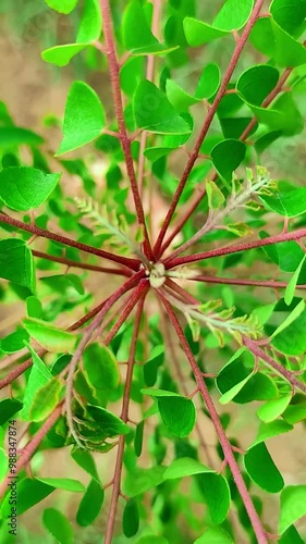 Vibrant Green Plant with Red Stems Close-Up – Natural Foliage Background for Nature and Botanical Themes