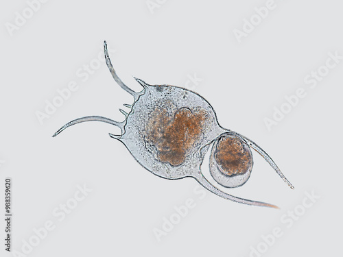 фотографія Rotifera, under the microscope