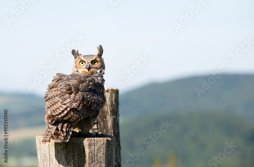 Great horned eagle owl, wildlife, raptor bird on a tree trunk, habitat, forest and meadow landscape photo