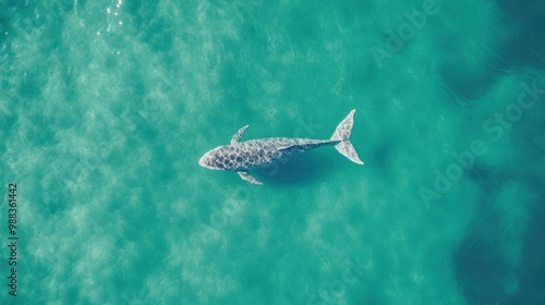 The whale glides effortlessly through the clear blue waters of the ocean, capturing the tranquility of marine life