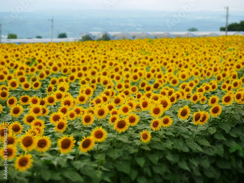 高原のひまわり畑