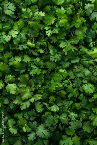 Coriander leaves texture background, cilantro leaf pattern, chinese parsley greens banner, spices, seasonings