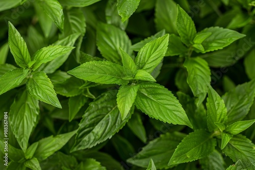 Many fresh lemon verbena leaves texture background, fragrant spices pattern, Aloysia citrodora photo