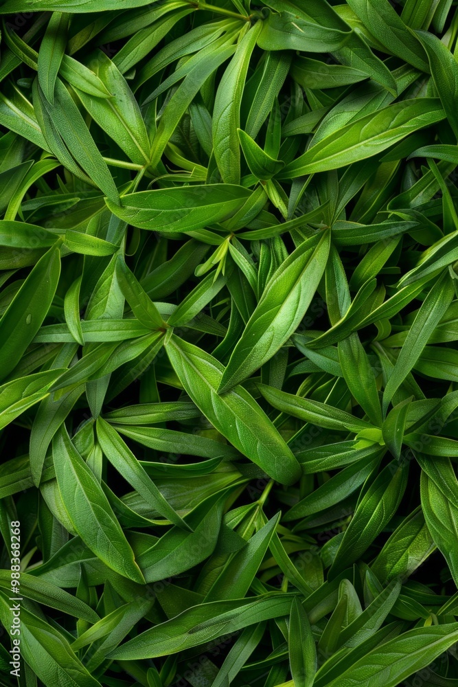 Tarragon texture background, estragon leaf banner, Artemisia dracunculus pattern, fresh herbal leaves Tarragon texture background, estragon leaf banner, Artemisia dracunculus pattern, fresh herbal leaves