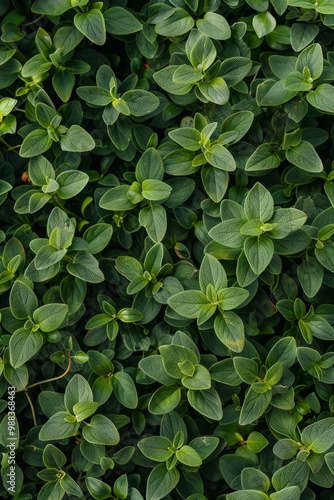 Wallpaper Mural Thyme texture background, thymus leaf banner, Thymus vulgaris pattern, fresh herbal leaves banner Torontodigital.ca