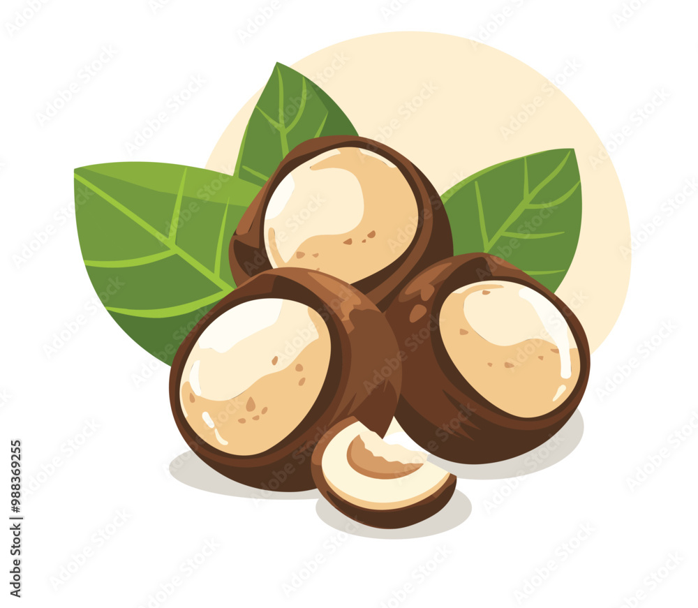 Vector illustration of macadamia nuts with green leaves isolated on white background. Vector illustration of macadamia nuts with green leaves isolated on white background.