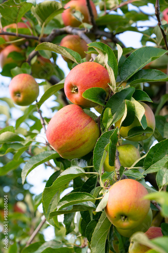 Ripe red apples growing on the tree, healthy fruits on platation, harvest in summer or autumn, agriculture farm, garden