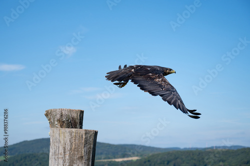 Black hawk, wildlife, raptor bird of prey in flight, habitat, forest and meadow landscape, Buteogallus anthracinus eagle photo