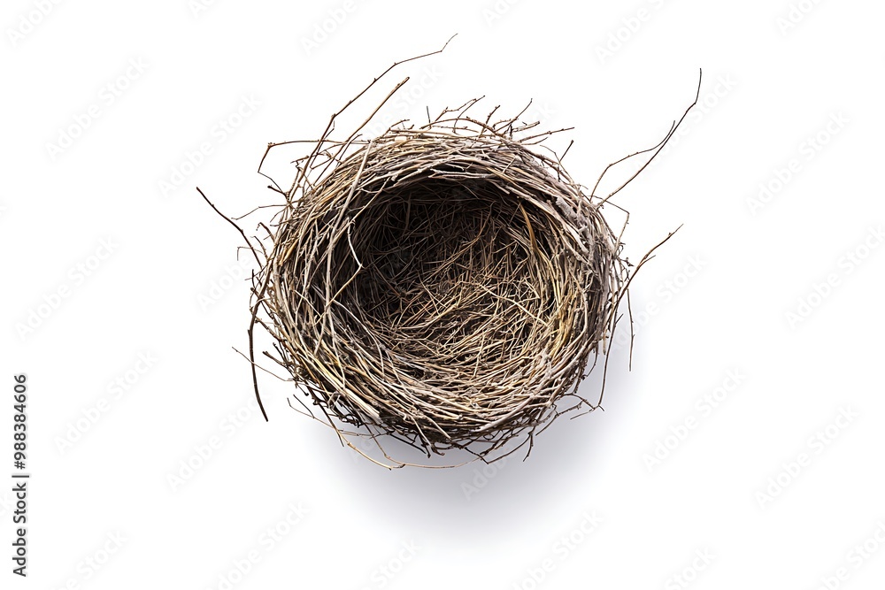Bird nest isolated. Bird nest isolated.