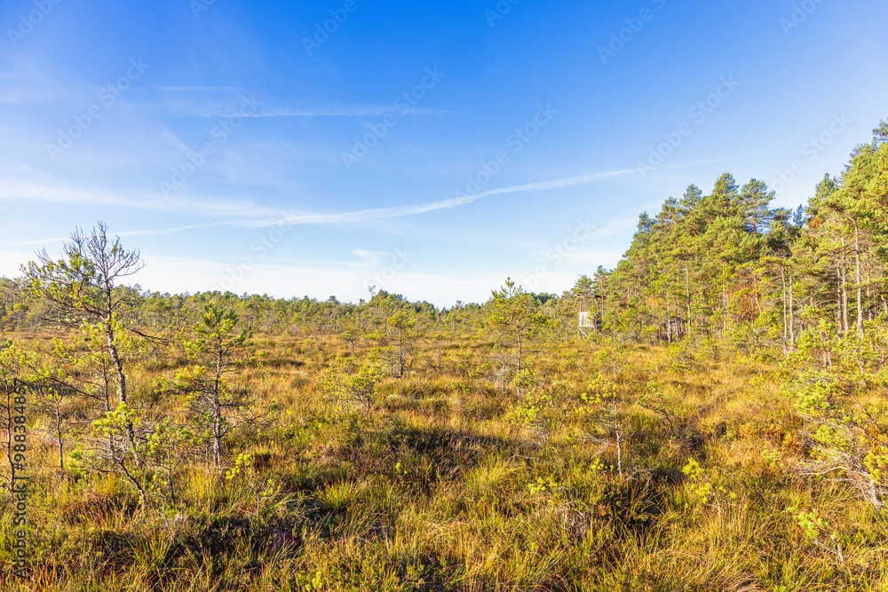 Bog with pine trees in the wilderness at autumn Bog with pine trees in the wilderness at autumn