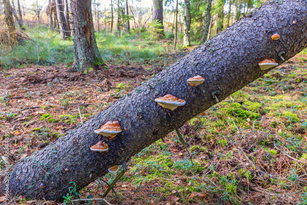 Fallen tree with Red-belted conks in a forest Fallen tree with Red-belted conks in a forest