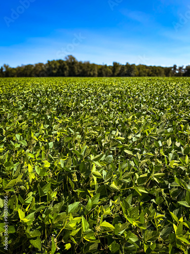 Soja bean field