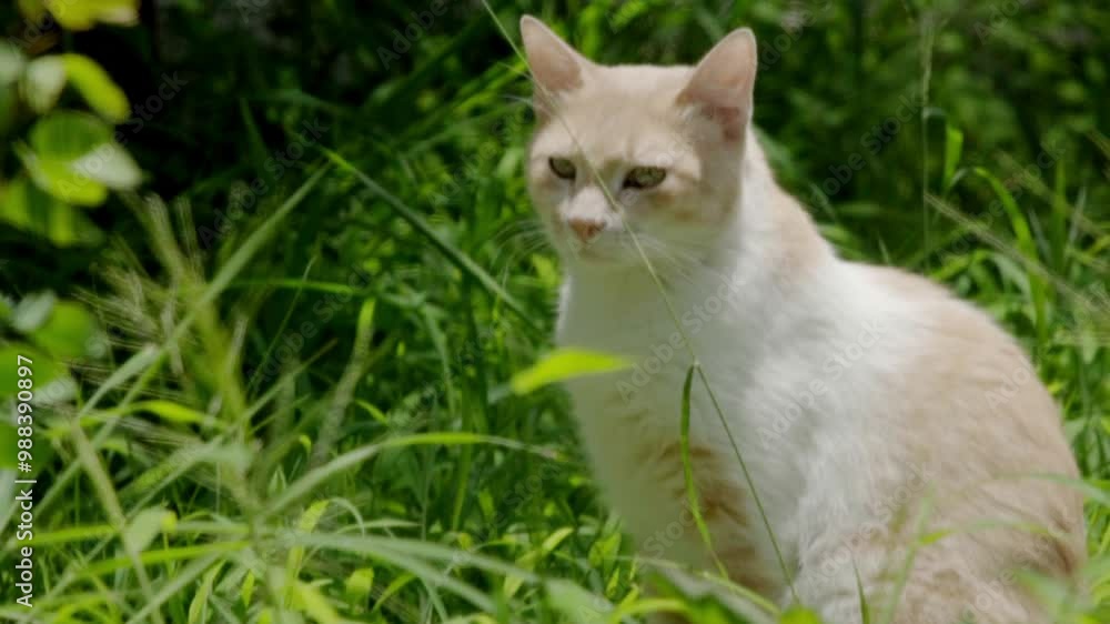 Close up of a full-body beige and white cat turning its head and looking at the camera. Green background with grass vegetation and a car. Close up of a full-body beige and white cat turning its head and looking at the camera. Green background with grass vegetation and a car.