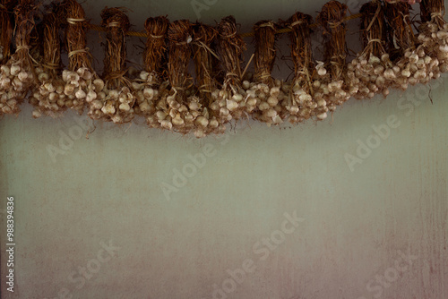 Garlic bunches hanging  on green background.