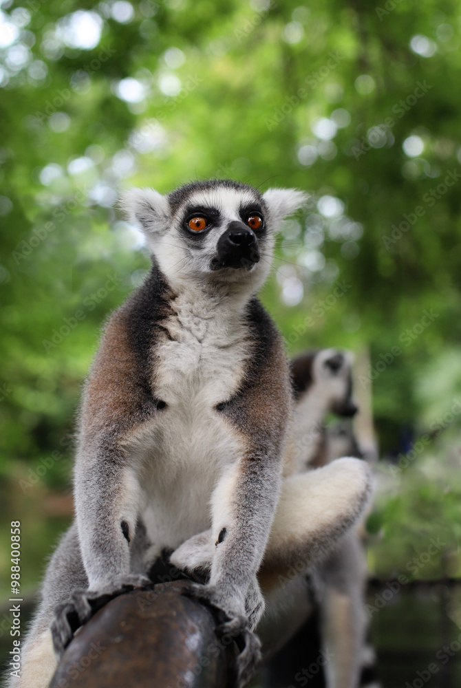 Obraz premium expressive lemur look in close-up on a blurred background with trees
