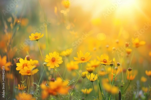 Peaceful Meadow. Yellow Flowers in a Sunlit Garden on a Peaceful Summer Morning