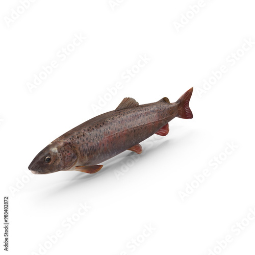 Fish PNG photo