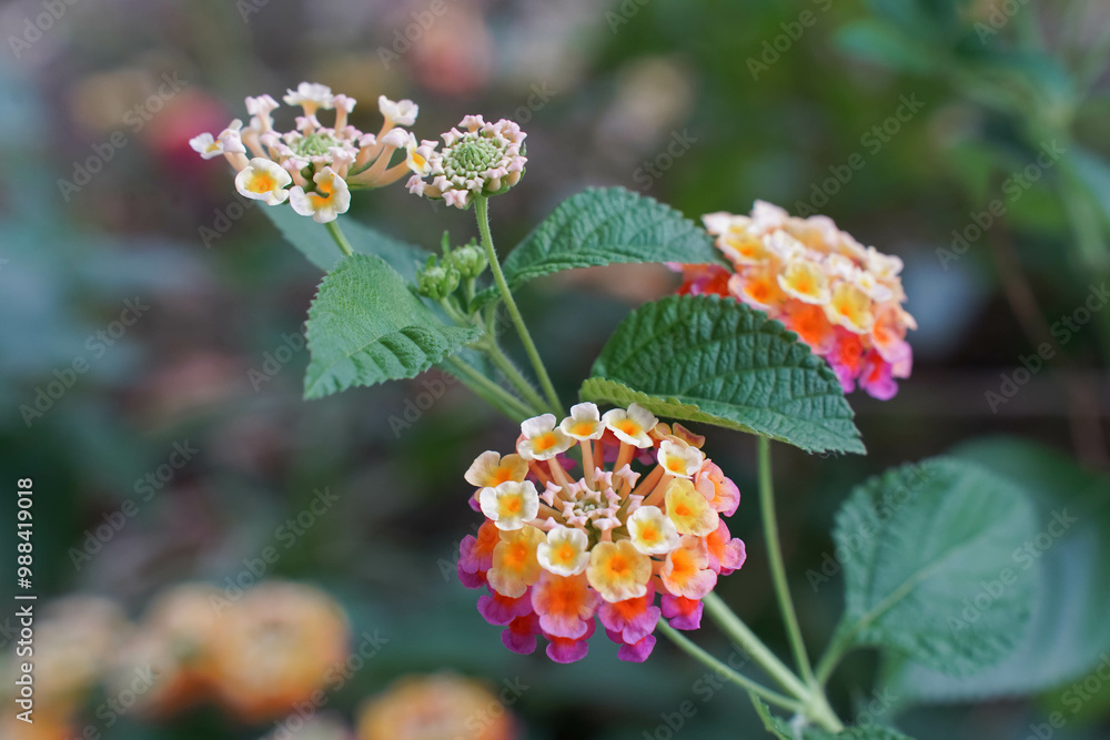 A cluster of vibrant orange lantana flowers blooming against a backdrop of green leaves