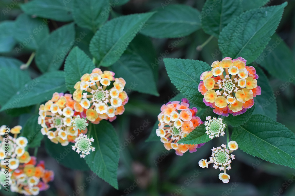 A cluster of vibrant orange lantana flowers blooming against a backdrop of green leaves