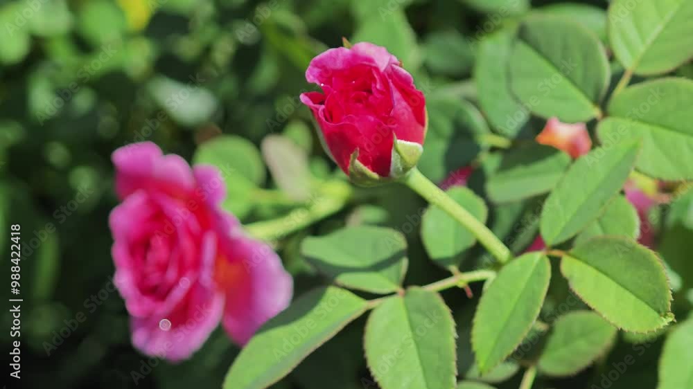The flowery pink china rose in the garden. The flowery pink china rose in the garden.
