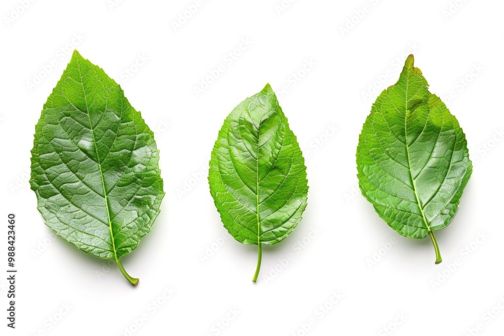 Obraz premium Three Leaves. Green Botanical Set of Detailed Leaf Isolated on White Background
