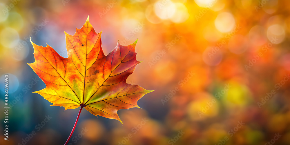 Vibrant autumn maple leaf against a blurred background, nature, foliage, fall, colorful, seasonal, red, orange, maple tree Vibrant autumn maple leaf against a blurred background, nature, foliage, fall, colorful, seasonal, red, orange, maple tree