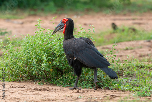 Bucorve du Sud, Grand calao terrestre, Bucorvus leadbeateri, Southern Ground Hornbill photo