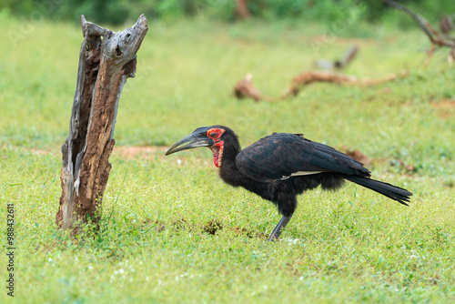 Bucorve du Sud, Grand calao terrestre, Bucorvus leadbeateri, Southern Ground Hornbill photo