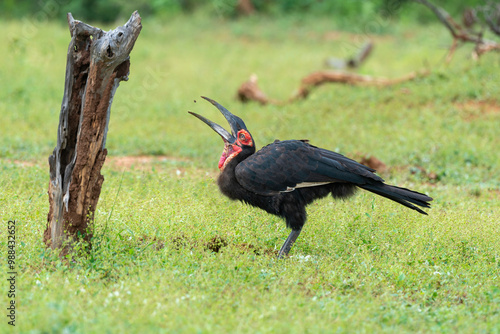 Bucorve du Sud, Grand calao terrestre, Bucorvus leadbeateri, Southern Ground Hornbill photo